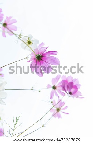 Pink, White, and Yellow Cosmos Flowers