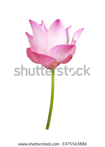 Waterlily (Pink lotus) blooming. Isolated on a white background. 
(clipping path)