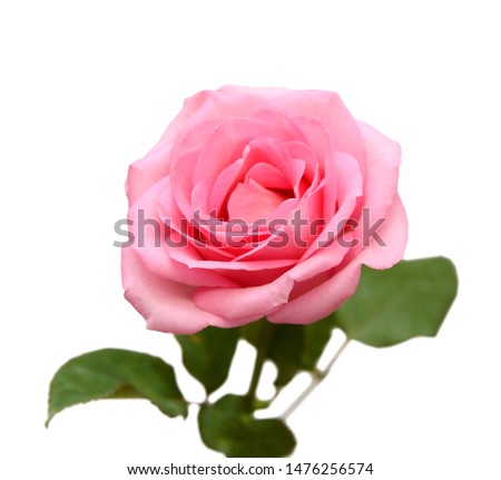 Beautiful pink rose isolated on white 