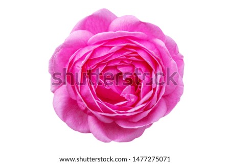 Bishop castle rose petals isolated on white background