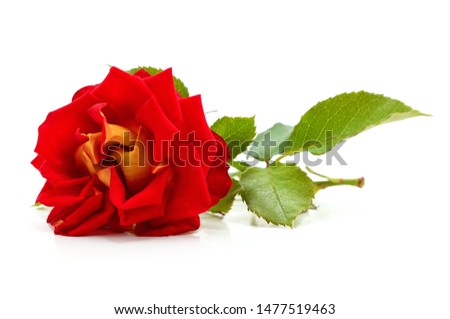 One red rose isolated on a white background.