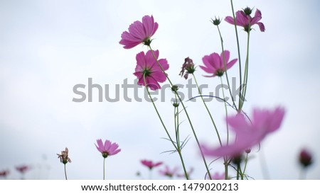 The beautiful cosmos flowers in the garden.