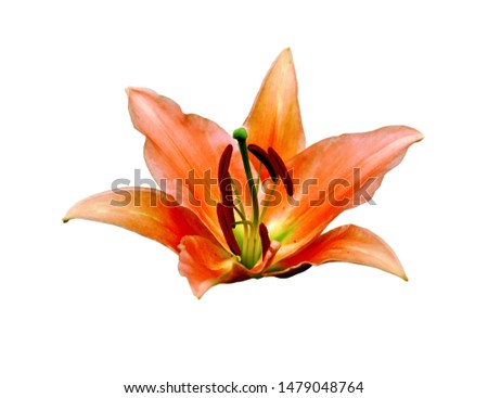Beautiful orange lily isolated on a white background