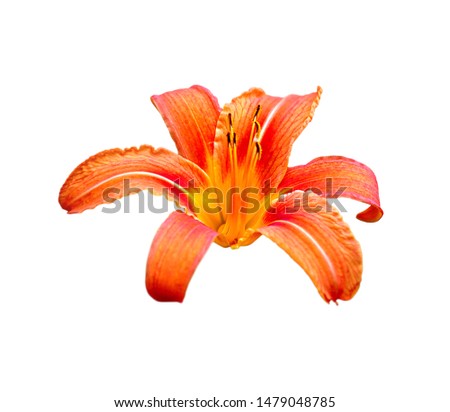 Beautiful orange lily isolated on a white background