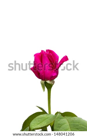 Pink rose  on white background