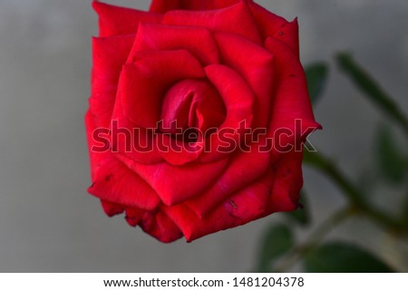 beautiful colorful rose 