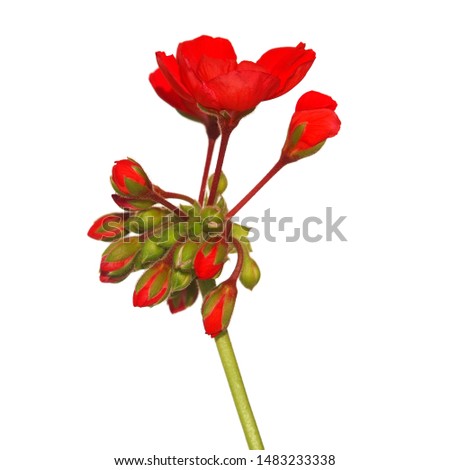 Red flowers of geraniums isolated on white