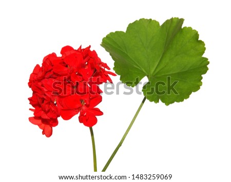 Red flowers of geranium and green leaf isolated on white background