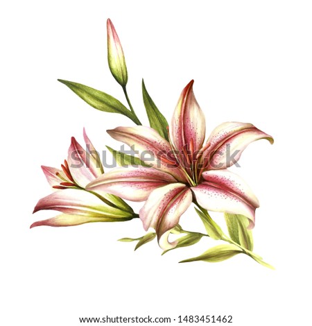 The image of a lilies. Hand draw watercolor illustration