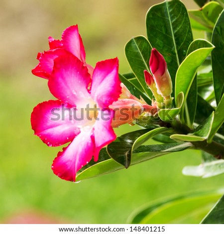Desert Rose-Impala Lily- Mock Azalea 