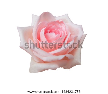 Close up beautiful pink rose flower isolated on white background. with clipping path