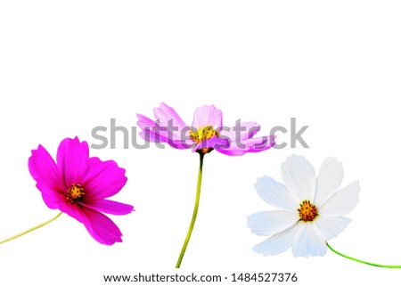 
Mexican Aster flowers isolated on a white background