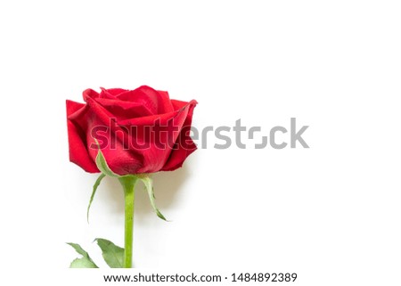 Bloom red rose isolated on white background