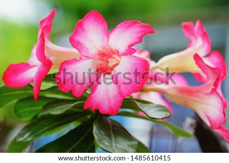 Pink Azalea flowers with green background.         