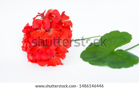 red Pelargonium, garden geranium, zonal geranium Flowers isolated on white