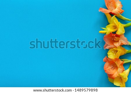 Blue background with vibrant gladiolus flowers around the edge. Minimalistic background, frame, postcard. Free space for text.