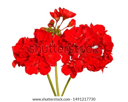 Red flowers of geranium isolated on white background