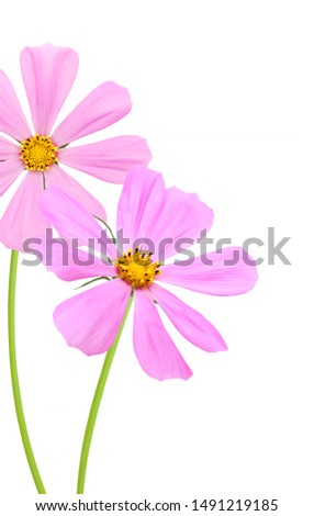 A blooming pink cosmos flower branch isolated white background