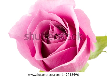 Closeup shot of purple rose isolated on white background.