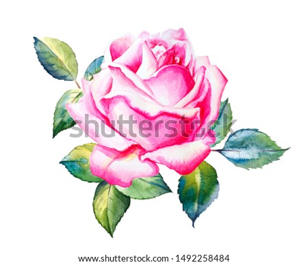 Beautiful pink rose bud.  Floral print design. Watercolor painting. Wedding and birthday composition. Greeting card. Bouquet. Flower painted background. Hand drawn illustration.                