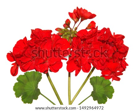 Red flowers of geranium and green leaf isolated on white background