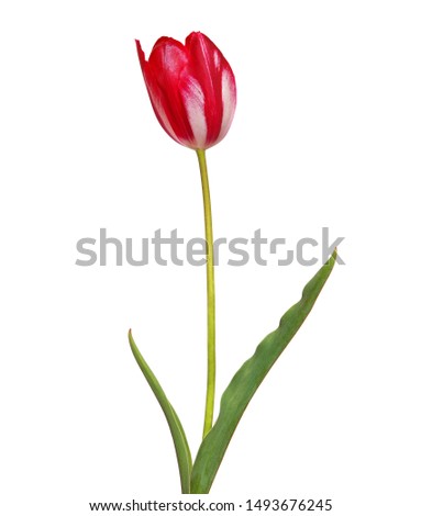 Red white tulip isolated on white background