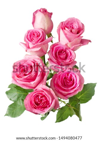 Pink rose flowers bunch isolated on white background