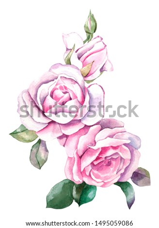 Pink rose. decorative watercolor flowers. floral illustration, Leaf and buds. Botanic composition for wedding or greeting card. branch of flowers - abstraction roses, romantic rosebush