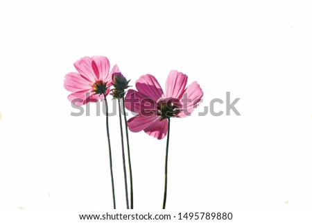 Pink starburst flower for background image