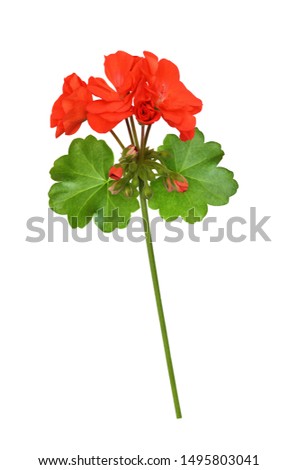 Closeup of red geranium flowers and leaves isolated on white