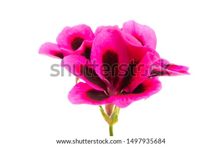 pelargonium flower isolated on white background