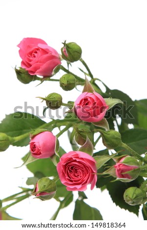 Beautiful bouquet of pink roses on Holiday/Wedding pink roses bouquet isolated on white