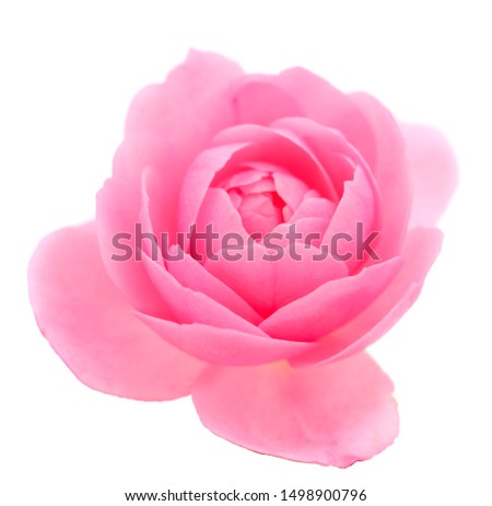 Pink rose flower on branch and leaf isolated on white background.