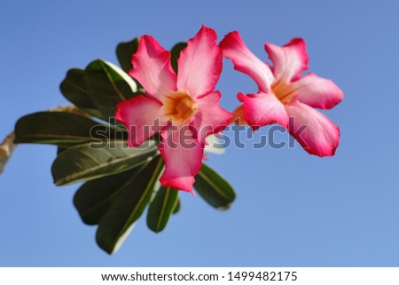 Adenium Flower, Class Apocynoideae. Red Desert rose plant poisonous, with blue sky. Adenium obesum for biology class lab