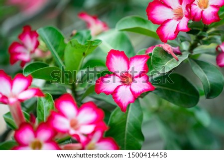 Adenium or Desert rose pink flower with natural morning environment. Close up and selective focus photo.