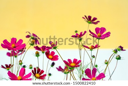 Background of red flowers and a white yellow wall.