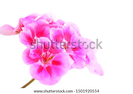 Balmy Geranium flower, isolated on white background