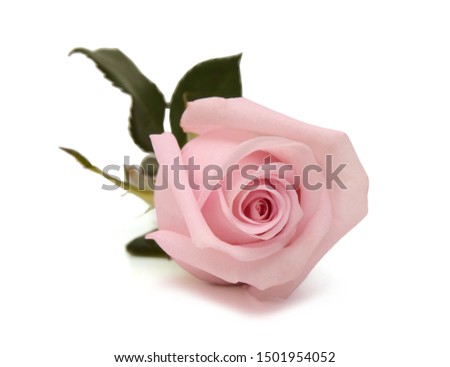 Beautiful pink rose isolated on white 
