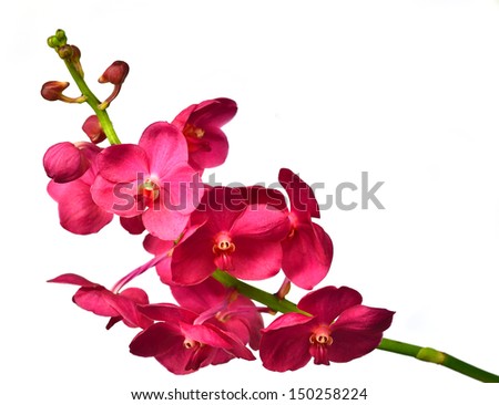 Ascda.Saint Valentine orchid. Isolated with a white background