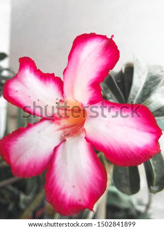 
frangipani flowers are white and pink