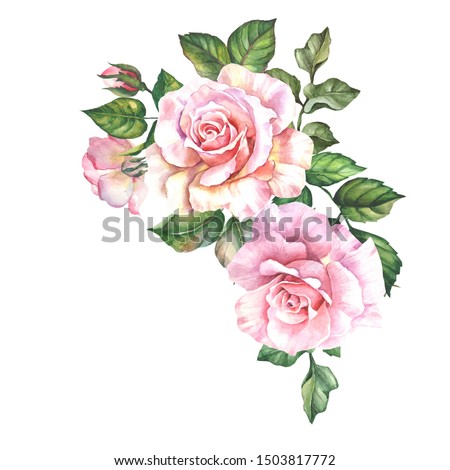 pink roses with leaves.watercolor flowers