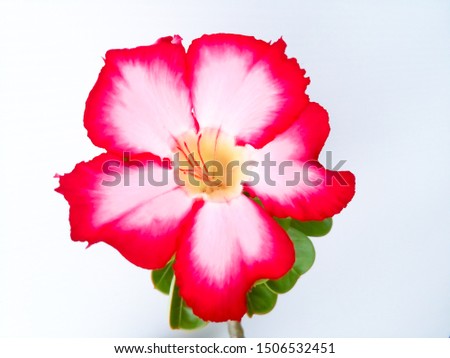 Adenium desert rose white pink red isolated close up