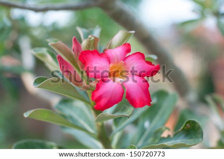 a pink bignonia tree