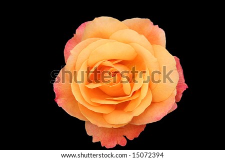 Beautiful isolated orange and pink rose blossom