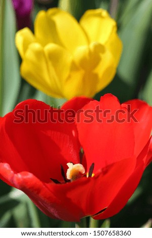 one red and one yellow tulips close up in the garden