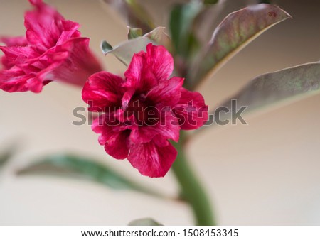 Hybrid adenium or desert rose of layers petal in variegated red tone color.  Closeup view on outdoor background.