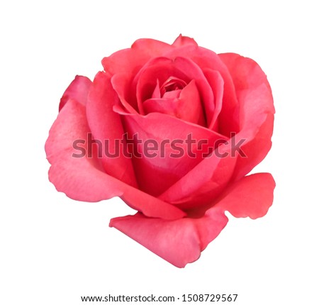 fresh red rose flower blooming isolated on white background with clipping path