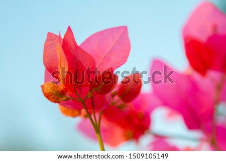 Beautiful natural pink Bougainvillea background