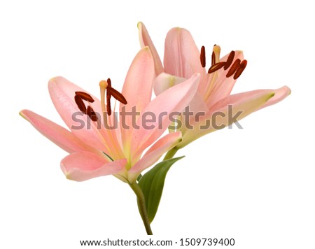 A lily flowers decorating on white
