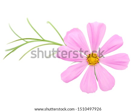 A pink cosmos flower with leaf isolated white